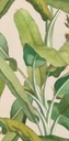 Musa