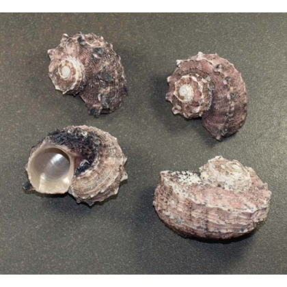 Coquillage n°10 Rose Blanc Noir, par 100g