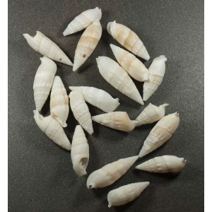 Coquillage N°7- Cone Blanc , Par 100g