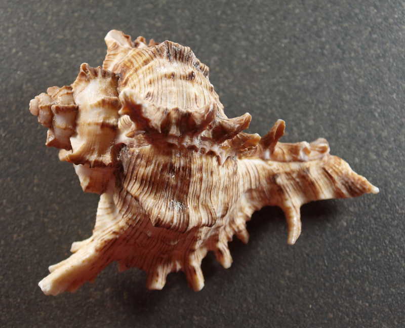 Coquillage N°13 - Gros Striés, Par 100g