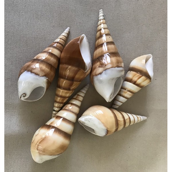 Coquillage - Tibia Curta 9-11 cm, par 100g