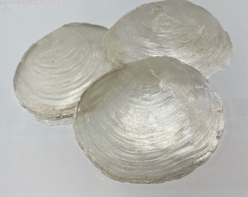 Nacre de Capiz Naturel - 11x13 cm, à la pièce 